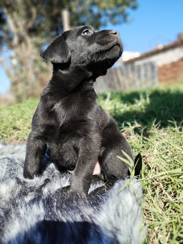 Cachorros Labrador Puros