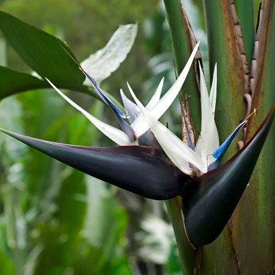 3 Semillas De Strelitzia Nicolai (ave De Paraíso Blanca) | Meses sin interés