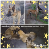 Cachorro Mamá Ovejero Papá Malinois Hembra Y Macho 