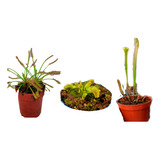 Pack De Venus Y Sarracenia Y Drosera