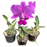 Cattleya Walkeriana Tipo Touceira Adulta Muda Linda Promoção