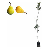 Árbol Pera Mantequilla Injertado Frutal Calidad Superior Top