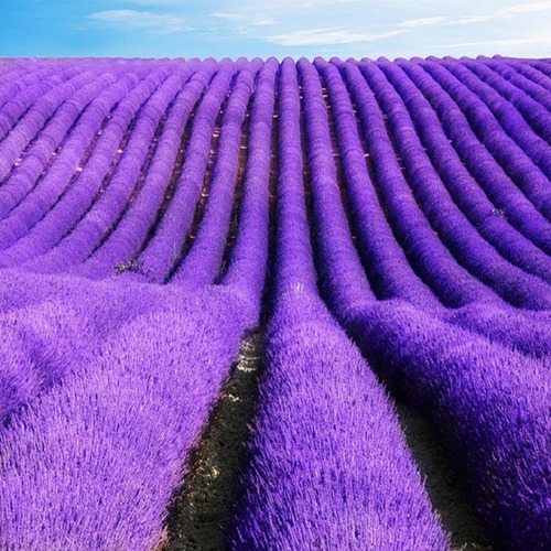 200 Sementes Lavanda Alfazema Para Mudas