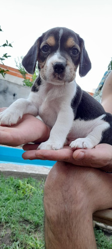 Beagle Cachorro Puro