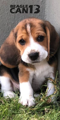 Cachorro Beagle 48