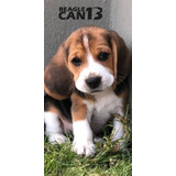 Cachorro Beagle 48