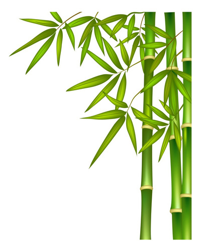 Cerco Vivo De Caña De Bambu En Terron
