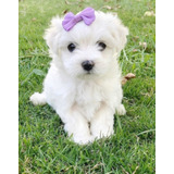 Bichon Maltes Cachorros Hermosos 100% Legítimos