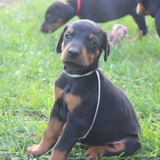 Vendo Cachorros Doberman De 65 Dias Certificados