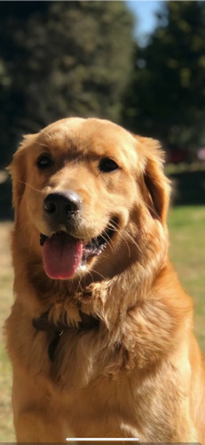 Golden Retriever Macho 3 Años Todas Sus Vacunas