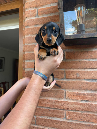 Muy Lindos Salchichas Dachshund Miniatura