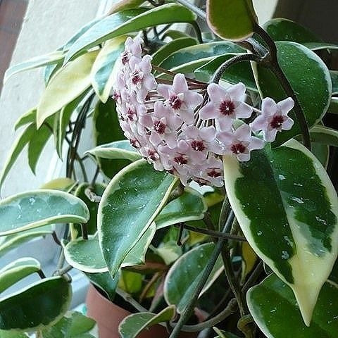 Hoya Carnosa Variegada