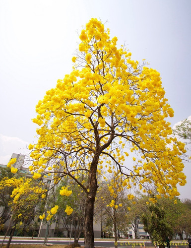 50 Semillas De Guayacán Amarillo - Oro Vegetal - Cañahuate