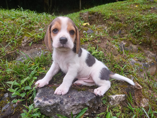 Beagle Feminha Do Menor Porte