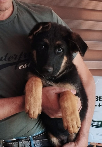 Cachorros Pastor Aleman