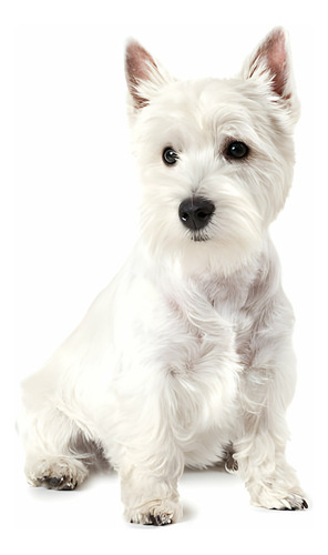 West Highland White Terrier Perros Westy Westie Westi 