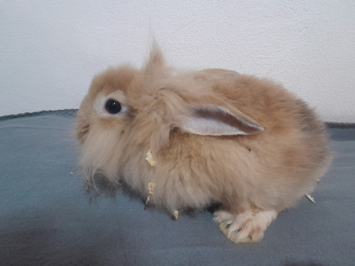 Vendo Conejo Bebe Cabeza De León Hembra 50 Dias
