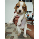 Cachorro Beagle 