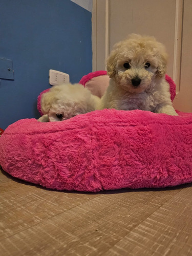 Hermosos Cachorritos Poodle 