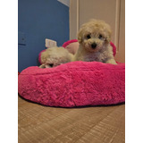 Hermosos Cachorritos Poodle 