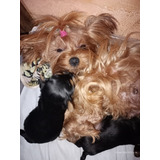 Shorkshire Terrier,ambos Padres Minis. Nacidos El 3 De Abril