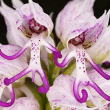 Semillas De Orquídea Hombre Desnudo Italiana Qauzuy Garden 5