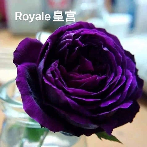 Rosal Japonés Morado Royal Rose  Exotico Raro 35cm Aprox 
