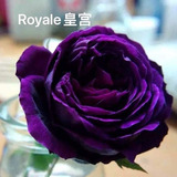 Rosal Japonés Morado Royal Rose  Exotico Raro 35cm Aprox 
