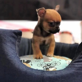 Chihuahua Mini 