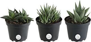 Plantas Vivas Haworthia De Costa Farms, Haworthia