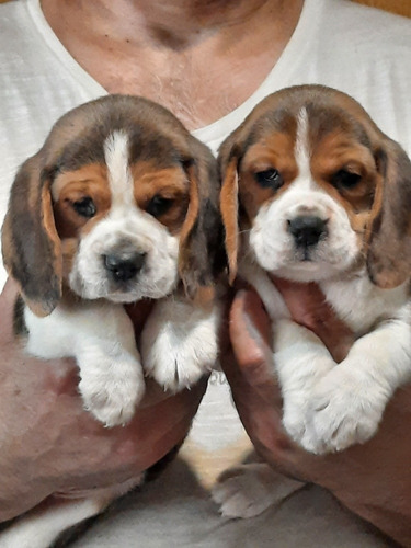 Hermosos Cachorros Begale !