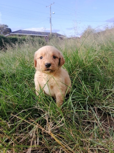 Cachorros Golden Retriever 