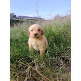 Cachorros Golden Retriever 