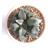 Muda Suculenta Haworthia Correcta Ice River Agave Echeveria