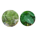 Kit Mudas Plantas P/ Lagos 2 Papiro Chines + 2 Inhame Verde