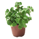 Planta Millonaria (plectranthus Verticillatus) En Maceta