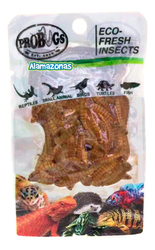 Tenebrio Molitor Gusanos Alimento Fresco Meal Worm Probugs