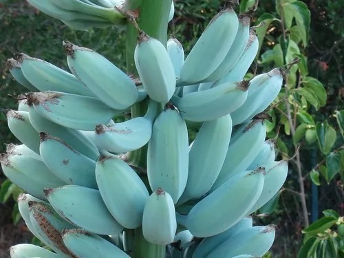 Plátano Azul Exótico Envíos A Todo México 40 Cm Aproximadame