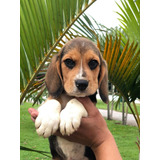 Filhotes De Beagle Adoráveis 