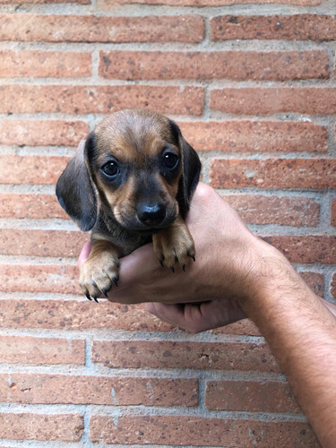 Cachorritos Salchichas Daschshund Mini