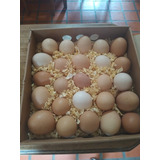 Huevos De Campo. Gallinas Libres