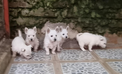 Cachorros Westy Precio Solo Por Fin De Semana