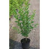 Ligustrina  100/120 Cm Plantas Cerco Vivo  Envios