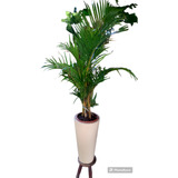 Palmeira Areca - Vaso Decorativo Fibra - Natural 