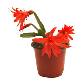 Planta De Cactus Navideño (schlumbergera Bridgesi) En Maceta