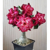  Adenium Rosa Del Desierto Color Rosado