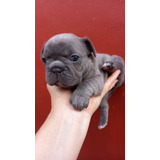 Cachorros De Bulldog Frances Blue Sólidos 