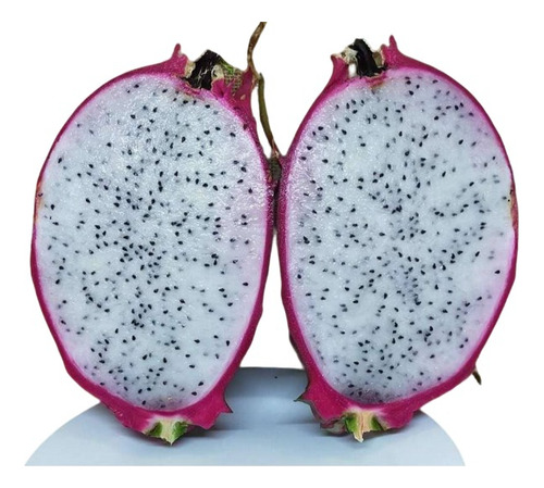 Muda De Pitaya Variedade Branca Gigante Pitaia Polpa Branca