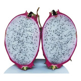 Muda De Pitaya Variedade Branca Gigante Pitaia Polpa Branca