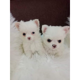 Hermosos Chihuahua Microtoy 